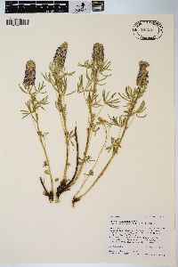 Lupinus argenteus var. depressus image