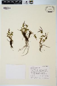 Epilobium clavatum image