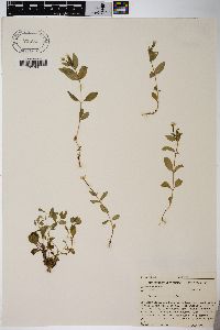 Epilobium anagallidifolium image