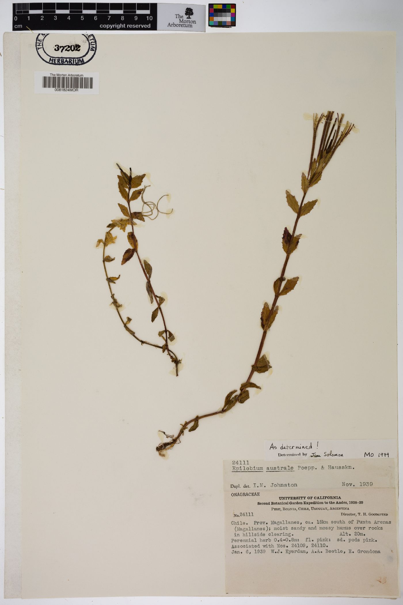 Epilobium australe image