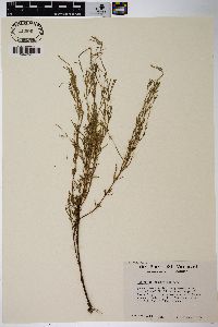 Epilobium leptophyllum image