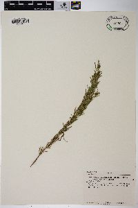 Epilobium leptophyllum image