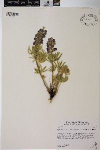 Lupinus argenteus var. depressus image