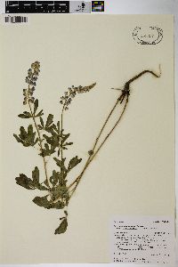 Lupinus argenteus subsp. rubricaulis image