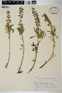 Lupinus argenteus subsp. rubricaulis image