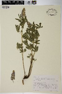 Lupinus argenteus subsp. rubricaulis image