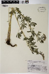 Lupinus argenteus subsp. rubricaulis image