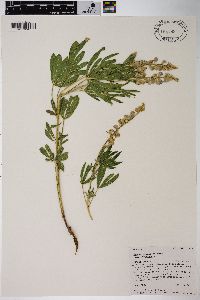 Lupinus argenteus var. argenteus image