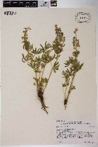 Lupinus argenteus var. argenteus image