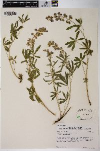 Lupinus argenteus var. argenteus image