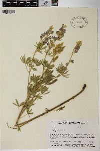 Lupinus sericeus image