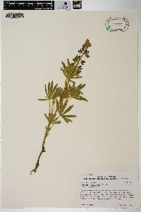 Lupinus sericeus image