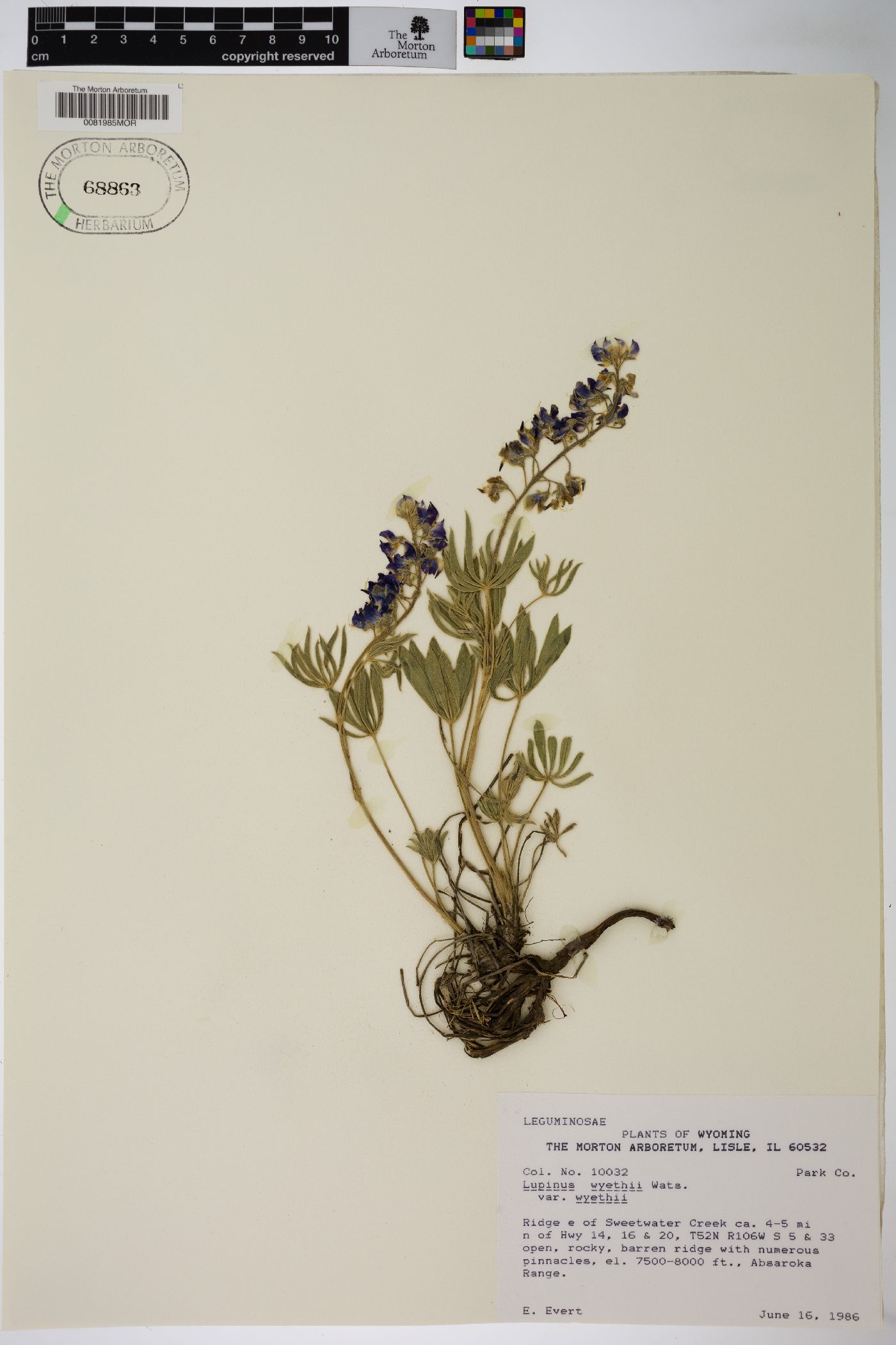 Lupinus wyethii var. wyethii image