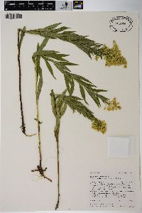 Solidago lepida var. salebrosa image