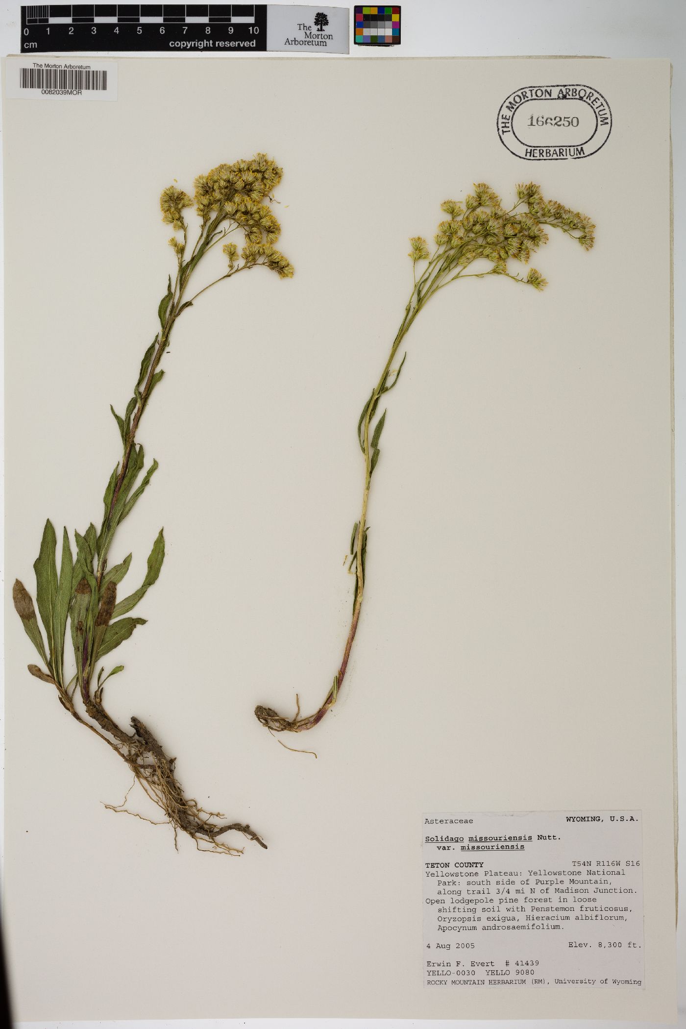 Solidago missouriensis var. missouriensis image