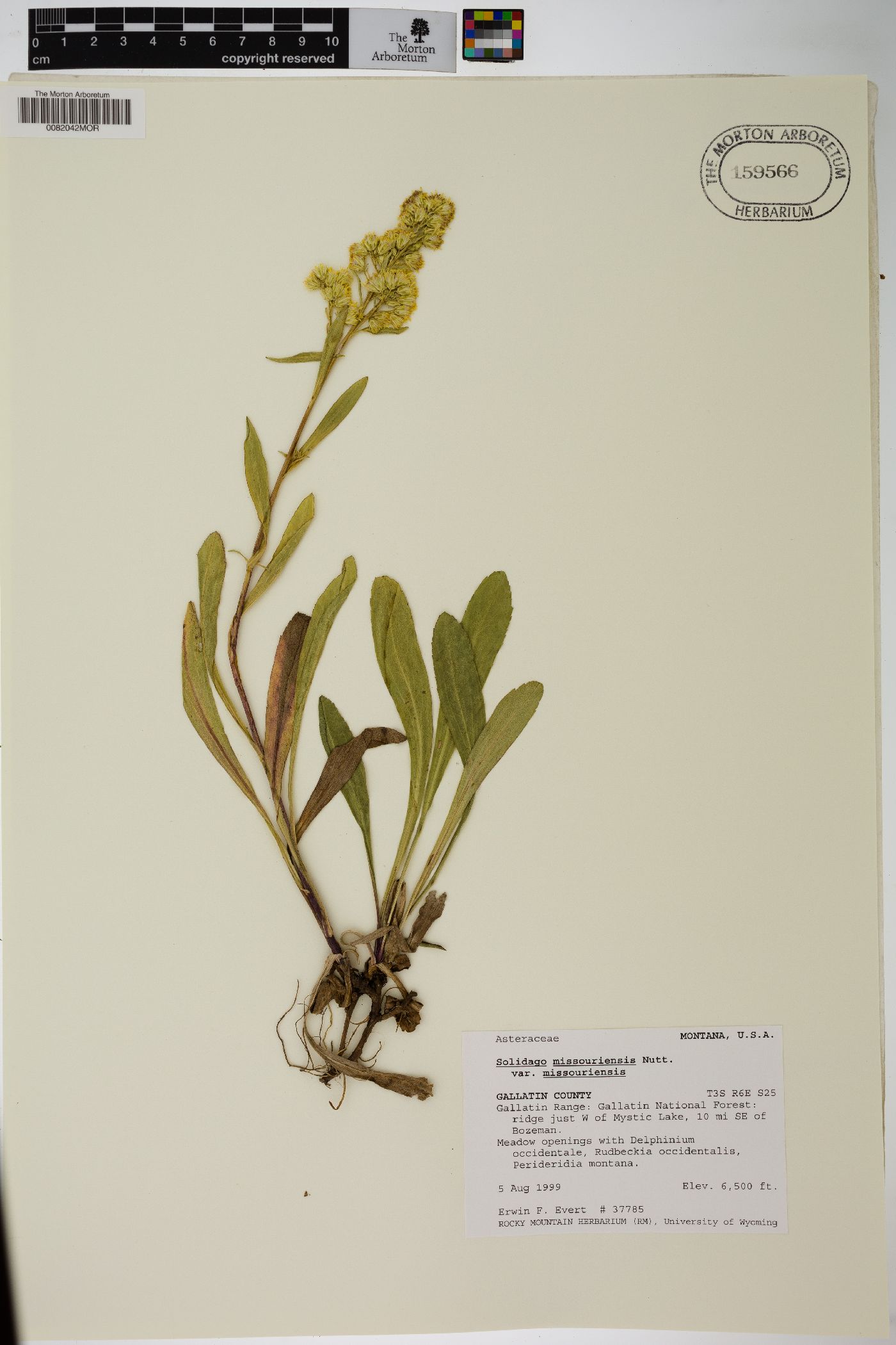 Solidago missouriensis var. missouriensis image