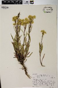 Solidago missouriensis var. missouriensis image