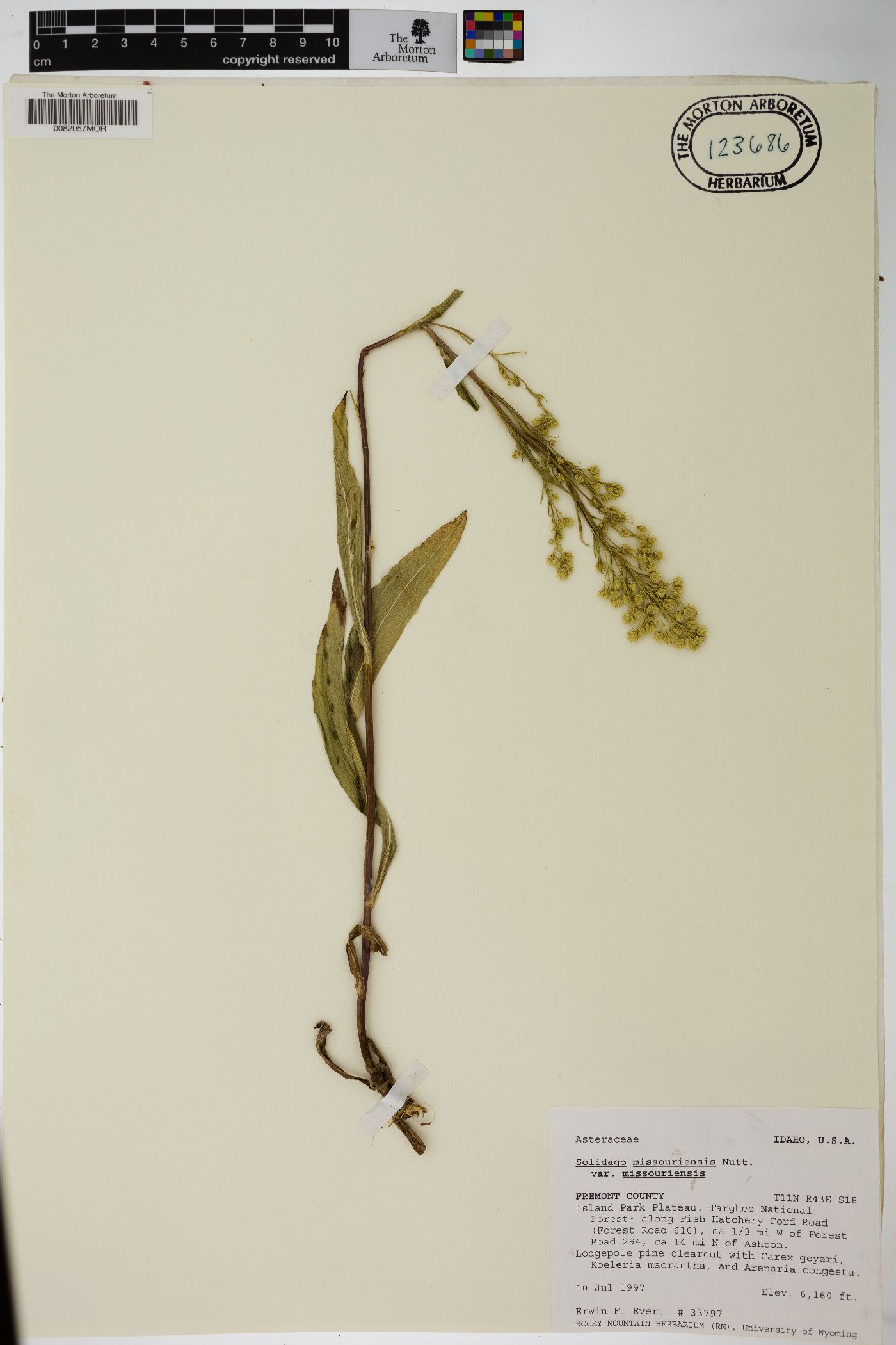 Solidago missouriensis var. missouriensis image