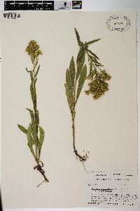 Solidago missouriensis var. missouriensis image