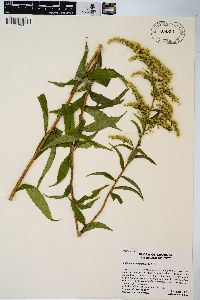 Solidago leavenworthii image