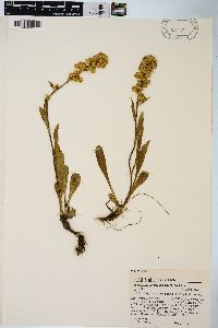 Solidago simplex var. simplex image