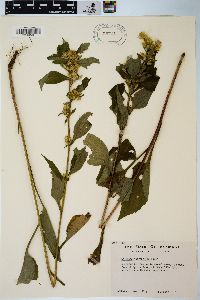 Solidago macrophylla image