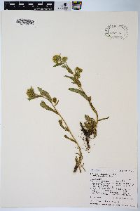 Solidago multiradiata image