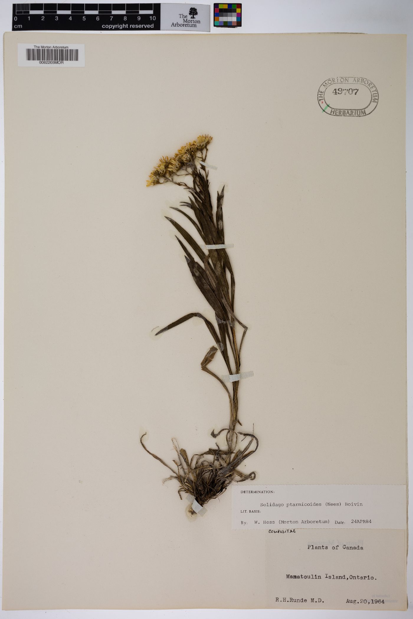 Solidago ptarmicoides image