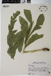 Solidago rigida image