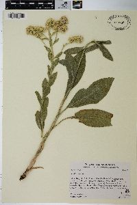 Solidago rigida image