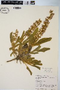 Lupinus villosus image