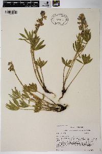 Lupinus wyethii subsp. wyethii image