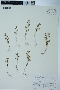 Veronica biloba image