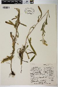 Solidago nemoralis var. nemoralis image