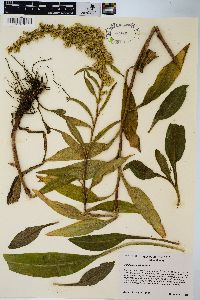 Solidago simulans image