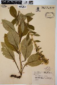 Solidago squarrosa image