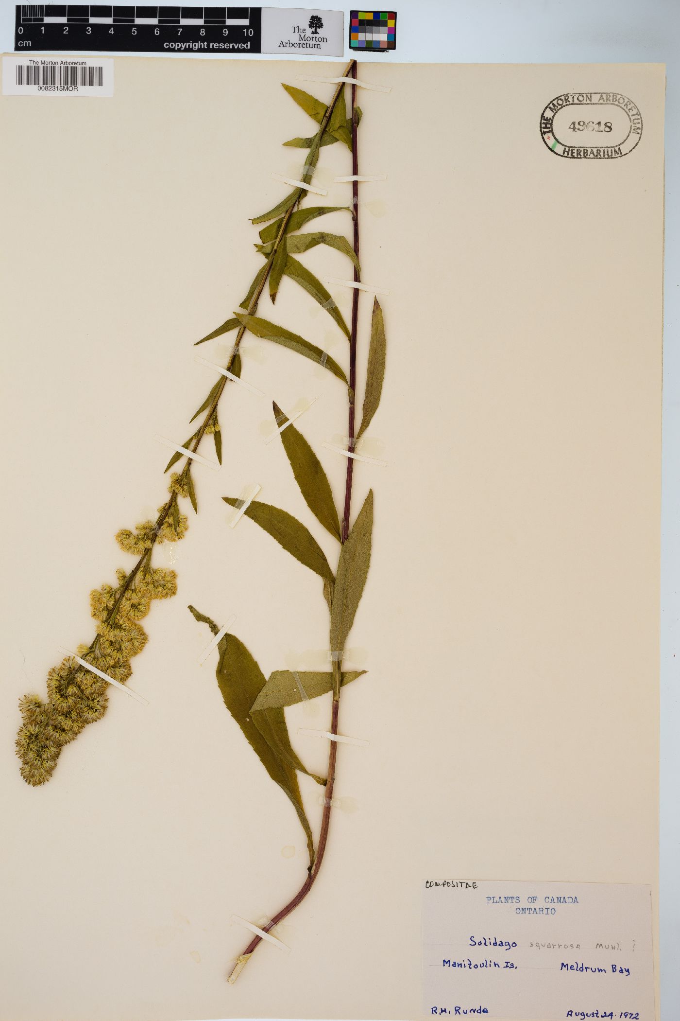 Solidago squarrosa image