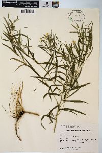 Solidago tenuifolia image