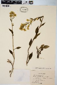 Solidago decurrens image