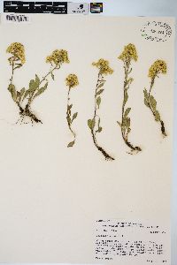 Solidago nana image