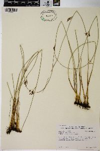 Juncus balticus subsp. littoralis image