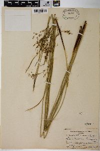 Juncus balticus subsp. littoralis image