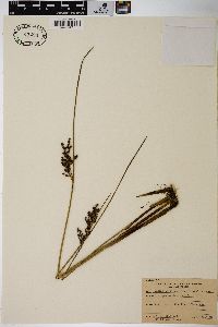 Juncus balticus subsp. littoralis image