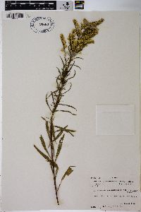 Solidago missouriensis var. fasciculata image