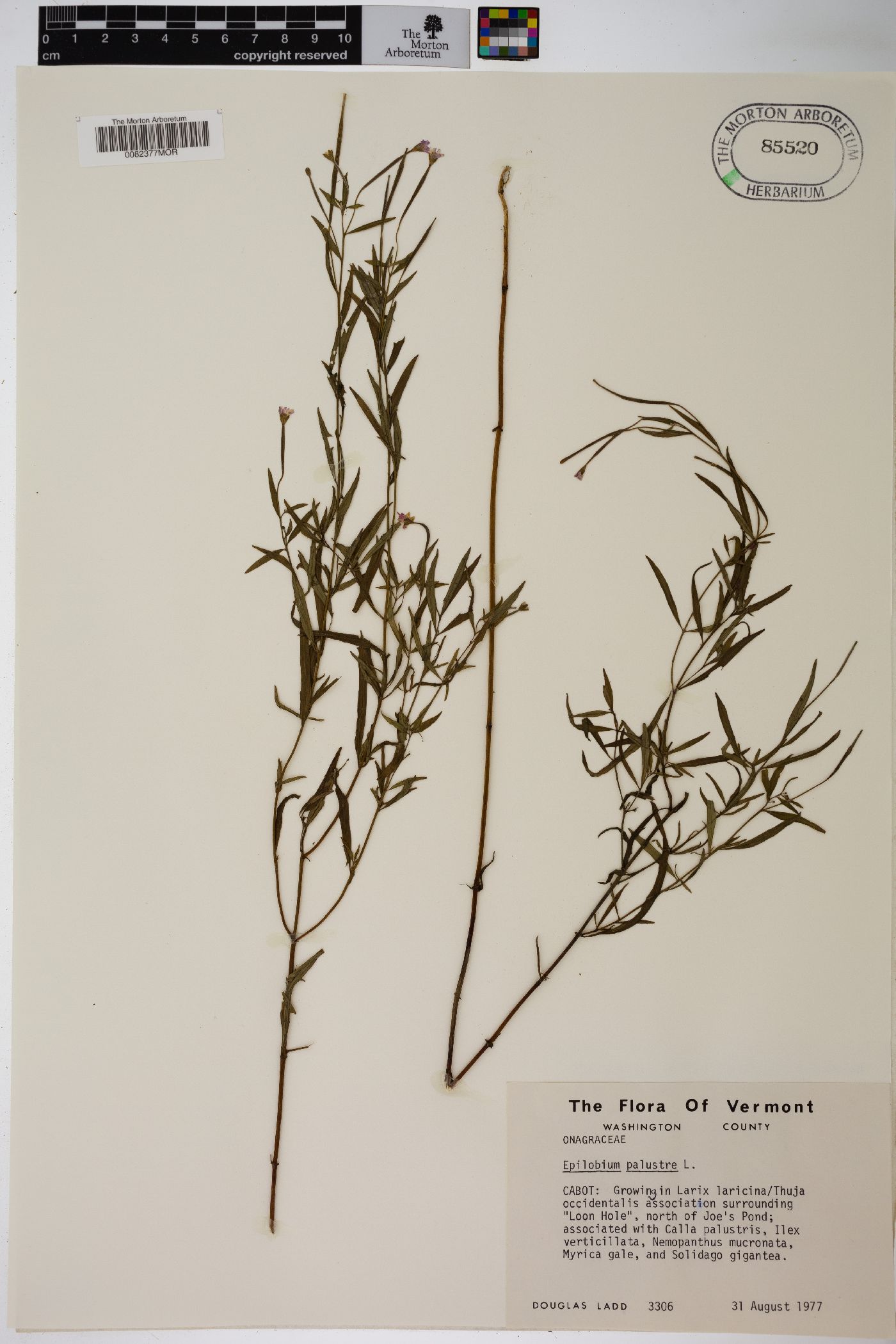 Epilobium palustre image