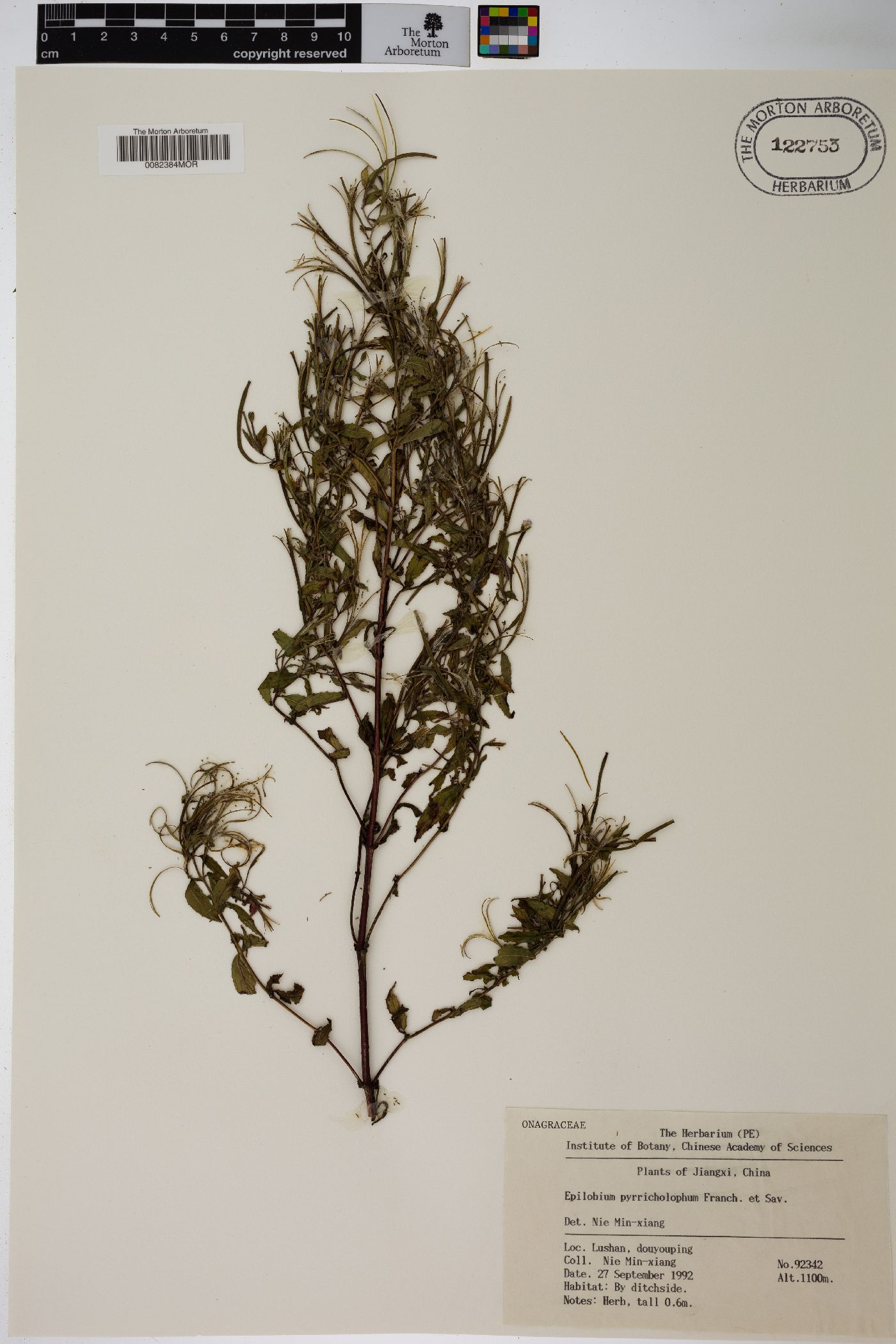 Epilobium pyrricholophum image