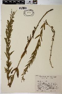 Epilobium strictum image