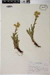 Solidago multiradiata var. scopulorum image