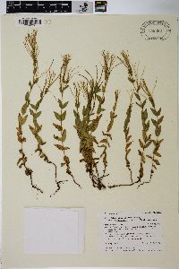 Epilobium glaberrimum image