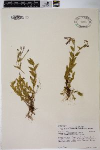 Epilobium glaberrimum subsp. fastigiatum image